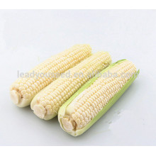 NCO05 Xihu guangzhou alta qualidade de rendimento sementes de milho híbrido